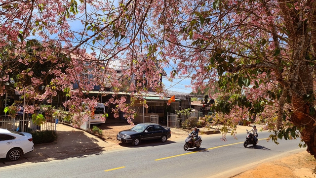 Lễ hội hoa mai anh đ&agrave;o - Đ&agrave; Lạt xu&acirc;n 2026- Ảnh 1.