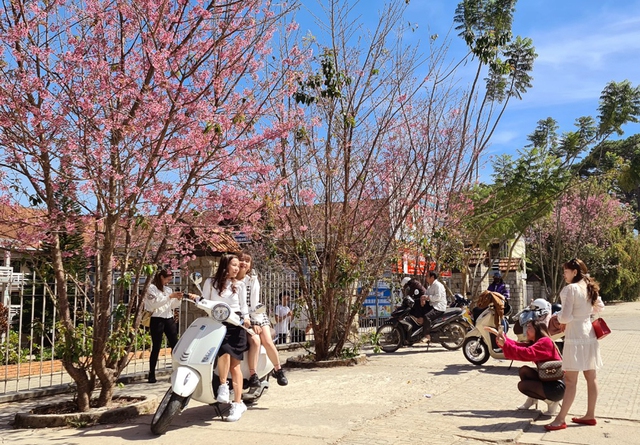 Lễ hội hoa mai anh đ&agrave;o - Đ&agrave; Lạt xu&acirc;n 2026- Ảnh 4.