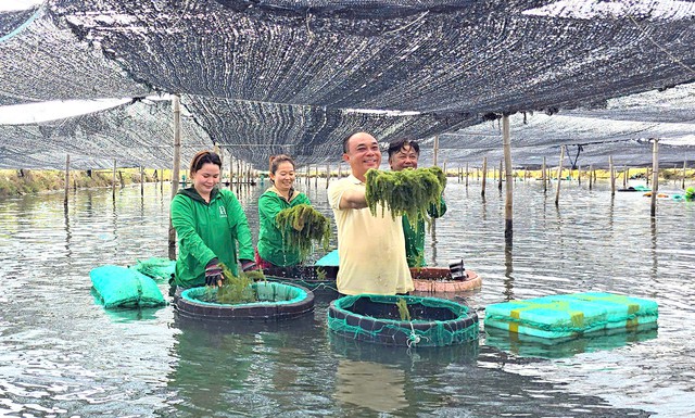 Khánh Hòa: Đánh thức 'viên ngọc' kinh tế biển và nông nghiệp công nghệ cao- Ảnh 4. Khánh Hòa: Đánh thức 'viên ngọc' kinh tế biển và nông nghiệp công nghệ cao- Ảnh 4.