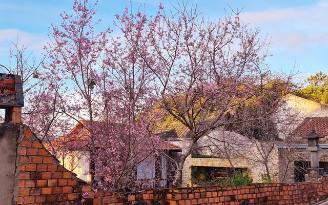 Lễ hội hoa mai anh đ&agrave;o - Đ&agrave; Lạt xu&acirc;n 2026- Ảnh 3.