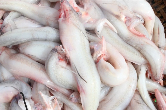 Ph&aacute;t hiện 5 mẫu c&aacute; khoai chứa formol trong c&aacute;c chợ ở H&agrave; Tĩnh- Ảnh 1.