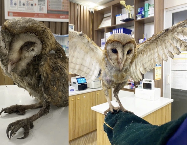 Chim c&uacute; lợn bị đ&aacute; ra b&atilde;i r&aacute;c được cộng đồng y&ecirc;u thương: Đ&atilde; cất c&aacute;nh bay  - Ảnh 3.