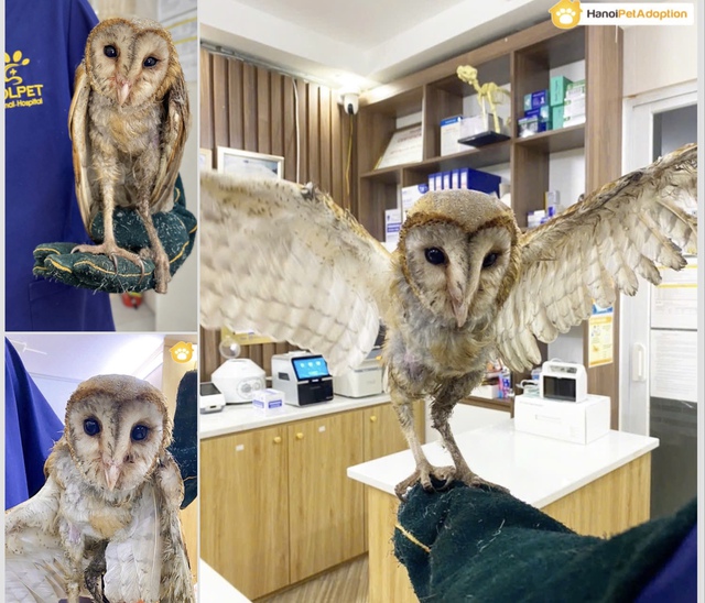 Chim Cú lợn Cú Đá hồi sinh kỳ diệu Sau khi bị Đá ra bãi rác - Ảnh 2. Chim Cú lợn Cú Đá hồi sinh kỳ diệu Sau khi bị Đá ra bãi rác - Ảnh 2.