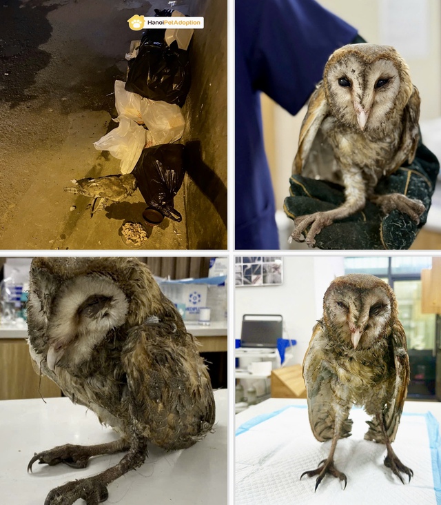 Chim Cú lợn Cú Đá hồi sinh kỳ diệu Sau khi bị Đá ra bãi rác - Ảnh 1. Chim Cú lợn Cú Đá hồi sinh kỳ diệu Sau khi bị Đá ra bãi rác - Ảnh 1.
