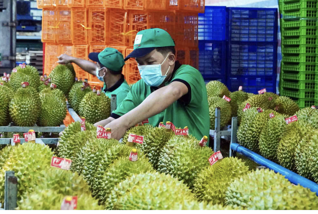 'Trái cây vua' sầu riêng sẽ đưa xuất khẩu rau quả lập kỳ tích 10 tỉ USD?- Ảnh 1. 'Trái cây vua' sầu riêng sẽ đưa xuất khẩu rau quả lập kỳ tích 10 tỉ USD?- Ảnh 1.