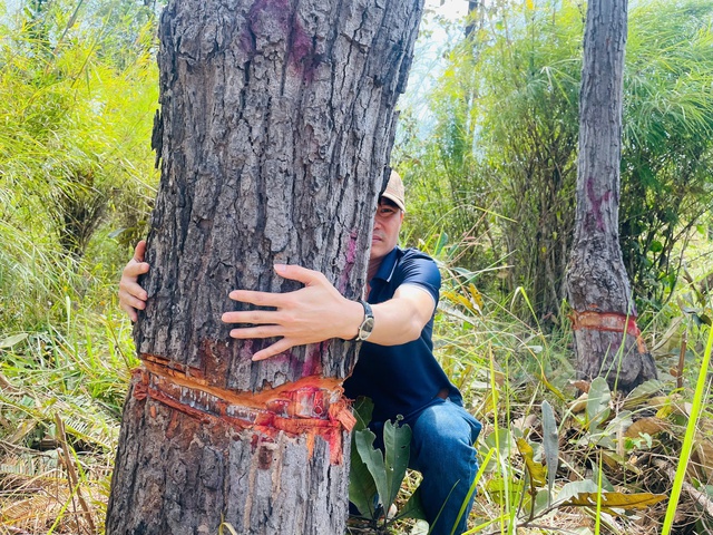 H&agrave;ng trăm c&acirc;y rừng v&ugrave;ng bi&ecirc;n giới bị cạo gốc... đứng chờ chết- Ảnh 1.