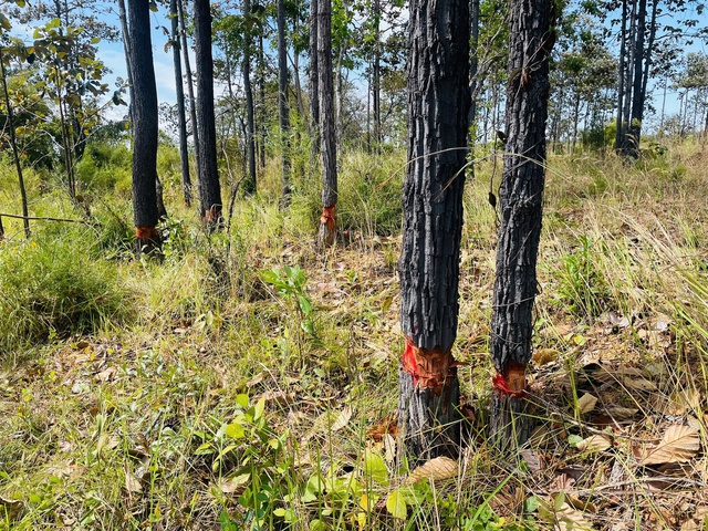 H&agrave;ng trăm c&acirc;y rừng v&ugrave;ng bi&ecirc;n giới bị cạo gốc... đứng chờ chết- Ảnh 6.