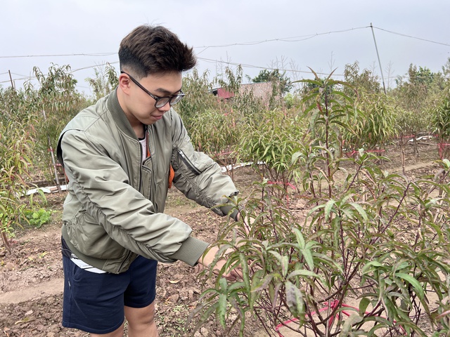 Nhà vườn Nhật Tân tất bật chăm đào đón tết- Ảnh 3. Nhà vườn Nhật Tân tất bật chăm đào đón tết- Ảnh 3.