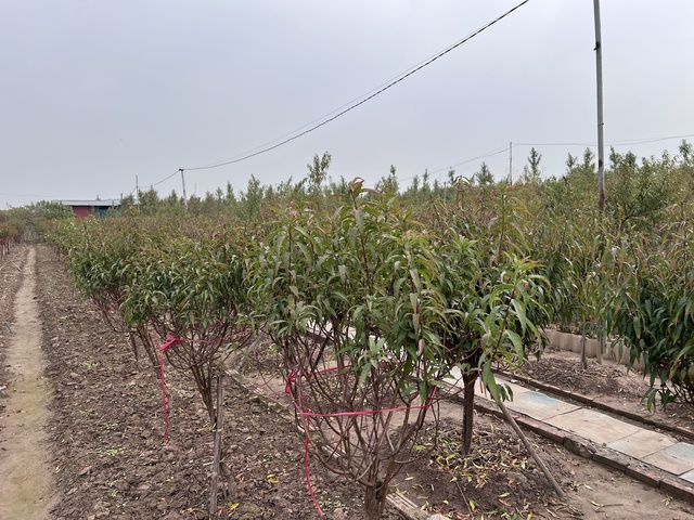 Nhà vườn Nhật Tân tất bật chăm đào đón tết- Ảnh 2. Nhà vườn Nhật Tân tất bật chăm đào đón tết- Ảnh 2.