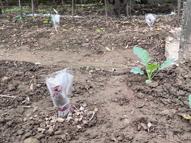 Nhà vườn Nhật Tân tất bật chăm đào đón tết- Ảnh 4. Nhà vườn Nhật Tân tất bật chăm đào đón tết- Ảnh 4.