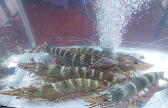 Festival t&ocirc;m C&agrave; Mau 2026: Chiến lược đưa thương hiệu t&ocirc;m vươn ra thế giới- Ảnh 2.