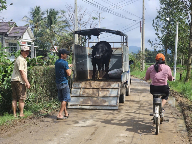 T&aacute;i thiết v&ugrave;ng rốn lũ: Dựng lại cơ nghiệp ở v&ugrave;ng rốn lũ H&ograve;a Thịnh- Ảnh 5.