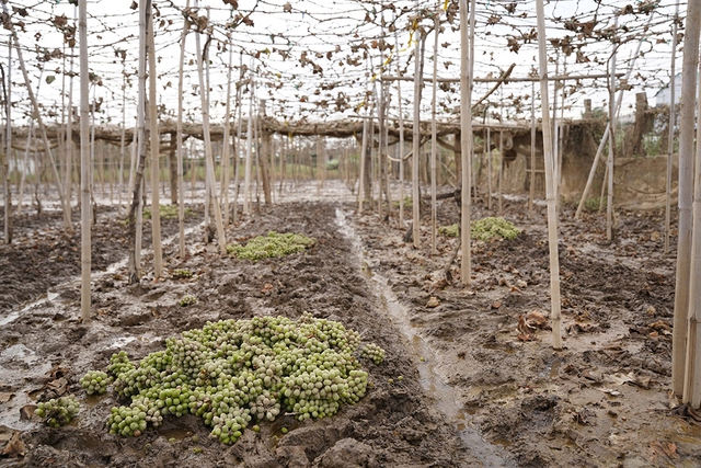 Thủ phủ nho, t&aacute;o rũ b&ugrave;n gượng dậy - Ảnh 9.