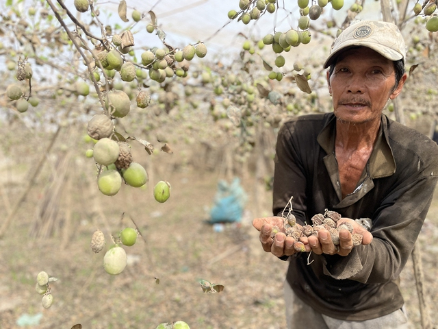 Thủ phủ nho, t&aacute;o rũ b&ugrave;n gượng dậy - Ảnh 1.