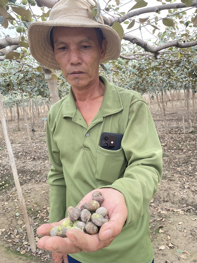 Thủ phủ nho, t&aacute;o rũ b&ugrave;n gượng dậy - Ảnh 3.