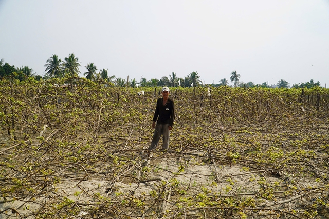 Thủ phủ nho, t&aacute;o rũ b&ugrave;n gượng dậy - Ảnh 11.