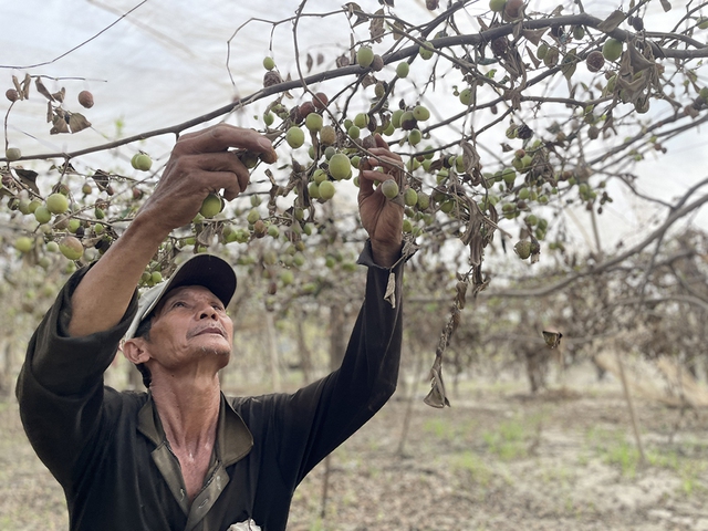 Thủ phủ nho, t&aacute;o rũ b&ugrave;n gượng dậy - Ảnh 2.