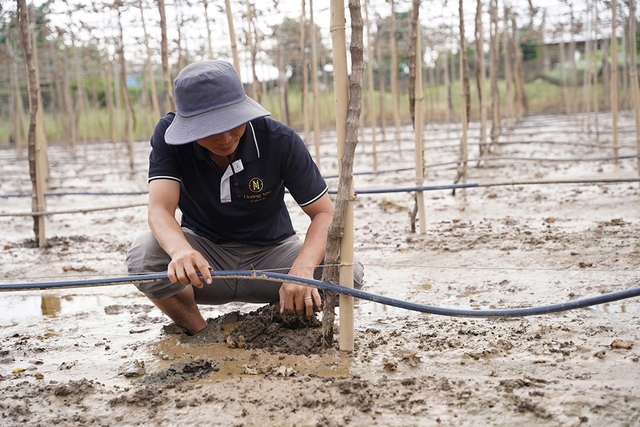 Thủ phủ nho, t&aacute;o rũ b&ugrave;n gượng dậy - Ảnh 7.