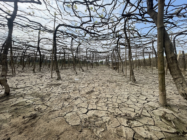 Thủ phủ nho, t&aacute;o rũ b&ugrave;n gượng dậy - Ảnh 10.