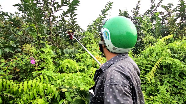 Gian nan nghề lội sình hái trái bình bát mưu sinh giữa lòng thành phố - Ảnh 2.