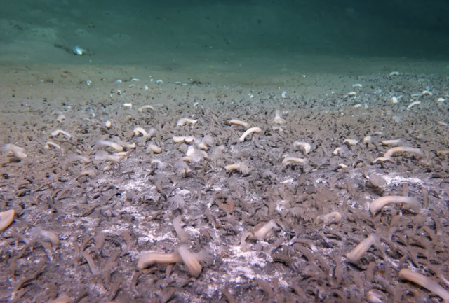 Những ph&aacute;t hiện đ&aacute;ng kinh ngạc về tr&aacute;i đất năm 2025 - Ảnh 3.