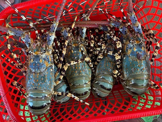 Kh&aacute;nh H&ograve;a đẩy mạnh nu&ocirc;i biển c&ocirc;ng nghệ cao- Ảnh 1.