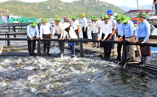 Kh&aacute;nh H&ograve;a đẩy mạnh nu&ocirc;i biển c&ocirc;ng nghệ cao- Ảnh 4.