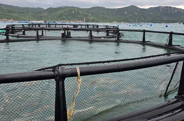 Kh&aacute;nh H&ograve;a đẩy mạnh nu&ocirc;i biển c&ocirc;ng nghệ cao- Ảnh 5.