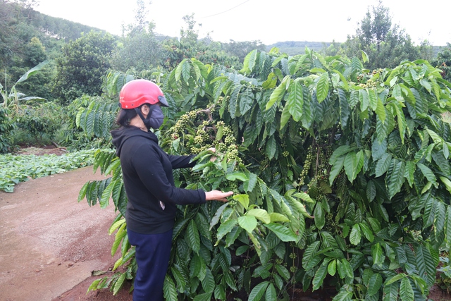 Chung dòng máu Lạc Hồng: Cà phê Đắk Lao và câu chuyện ấm no nơi biên giới - Ảnh 1.