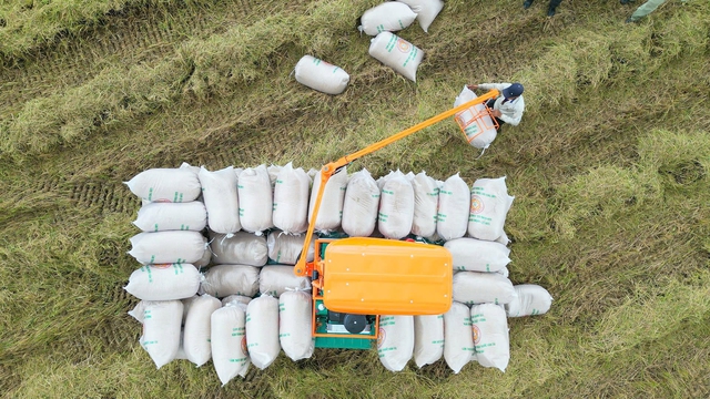 Việt Nam tăng nhập khẩu gạo, dù xuất khẩu giảm sâu- Ảnh 1. Việt Nam tăng nhập khẩu gạo, dù xuất khẩu giảm sâu- Ảnh 1.