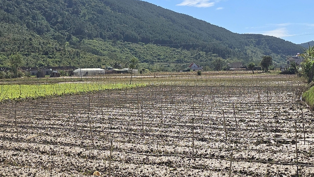 'Thủ phủ' hoa lay ơn tết điêu đứng vì mưa lũ - Ảnh 1.