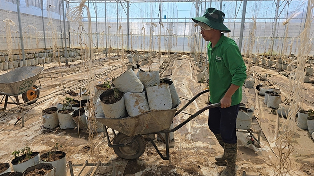 'Thủ phủ' hoa lay ơn tết điêu đứng vì mưa lũ - Ảnh 3.