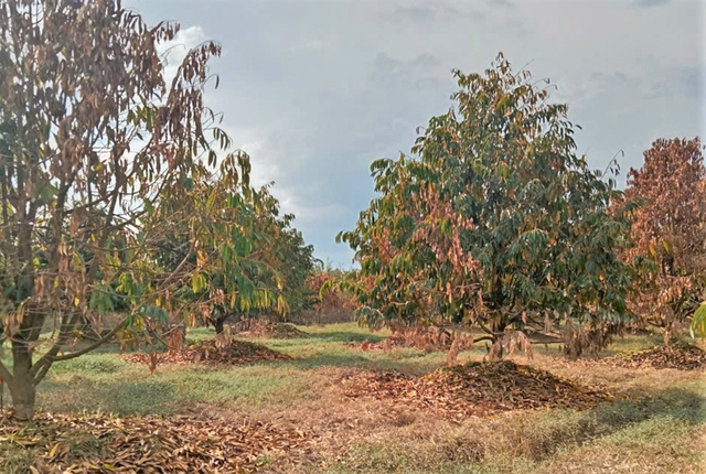 'Thủ phủ' hoa lay ơn tết điêu đứng vì mưa lũ - Ảnh 7.