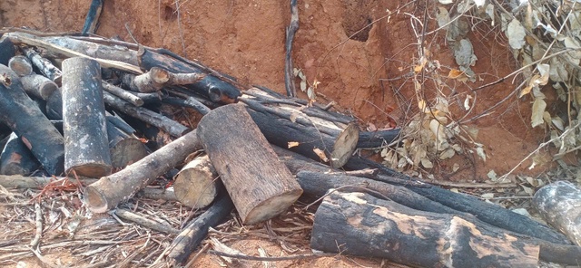 Vụ phá 97 ha rừng ở Gia Lai: Đề nghị kỷ luật rút kinh nghiệm sâu sắc - Ảnh 1. Vụ phá 97 ha rừng ở Gia Lai: Đề nghị kỷ luật rút kinh nghiệm sâu sắc - Ảnh 1.