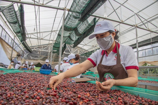 Cơn sốt giá cà phê tiếp tục tăng nhiệt- Ảnh 1.