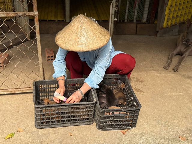 Nuôi chó lông xoáy, chàng trai miền Tây thu nhập gần 400 triệu đồng/năm- Ảnh 4.