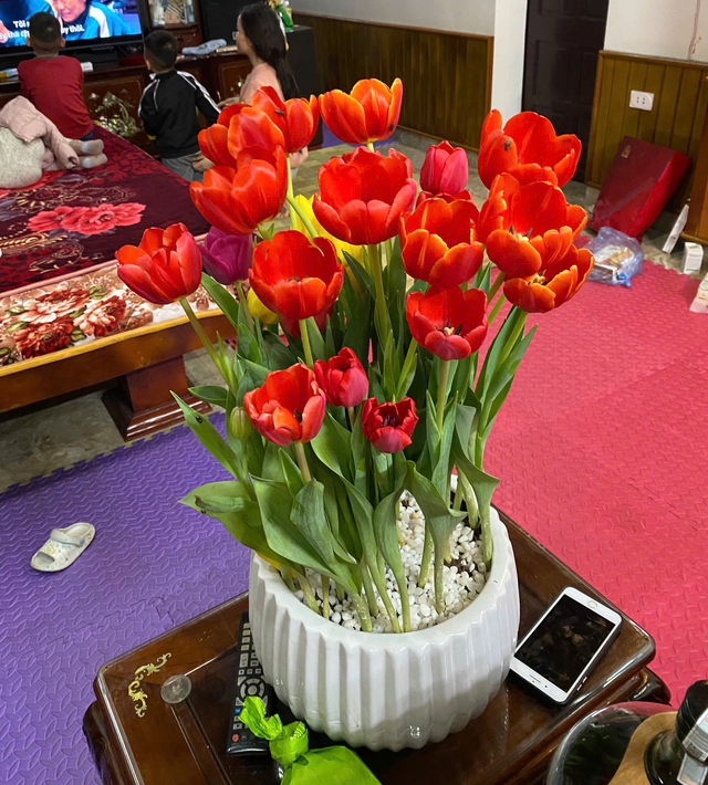 Hoa tulip trồng chậu gây sốt dịp ngày lễ Tình nhân - Ảnh 3.