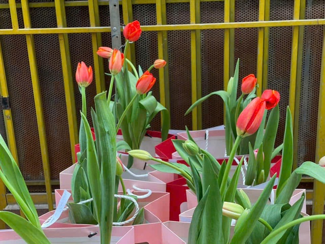 Hoa tulip trồng chậu gây sốt dịp ngày lễ Tình nhân - Ảnh 2.