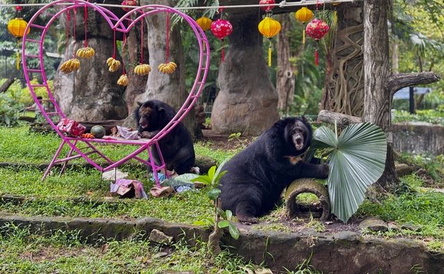 Lễ Valentine tròn 30 năm cặp đôi gấu về chung một chuồng ở Thảo Cầm Viên Sài Gòn- Ảnh 2.