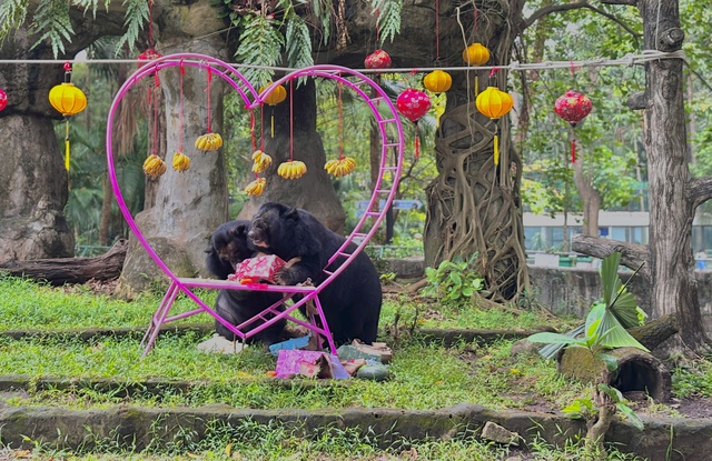 Lễ Valentine tròn 30 năm cặp đôi gấu về chung một chuồng ở Thảo Cầm Viên Sài Gòn- Ảnh 5.