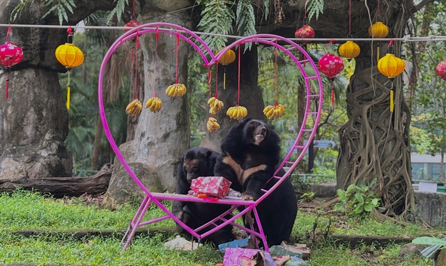 Lễ Valentine tròn 30 năm cặp đôi gấu về chung một chuồng ở Thảo Cầm Viên Sài Gòn- Ảnh 1.