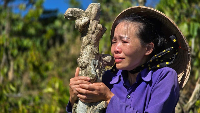 Gia Lai: Kẻ gian 'tàn sát' vườn cà phê, hồ tiêu- Ảnh 1.