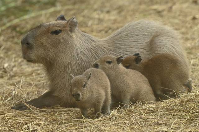 Tranh cãi về quyết định tránh thai, triệt sản loài capybara- Ảnh 1.