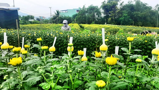 Một địa phương ở Bình Định thu 155 tỉ đồng từ bán hoa tết- Ảnh 2.