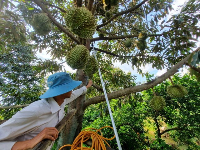 Giá sầu riêng tăng trở lại- Ảnh 1.