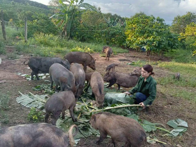 Về quê làm nông nghiệp tuần hoàn, lợi nhuận 500 triệu đồng/năm- Ảnh 2.