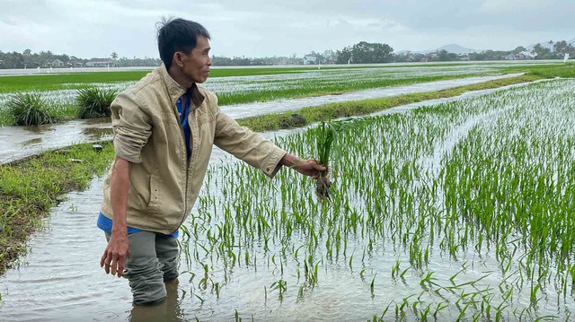 Mưa trái mùa khắp nơi, nông dân điêu đứng- Ảnh 1.