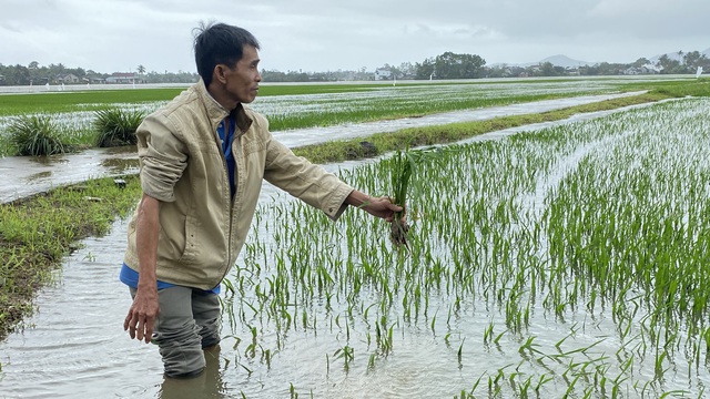 Hơn 1.500 ha lúa, hoa màu ở Phú Yên bị hư hại do mưa lũ bất thường - Ảnh 2.