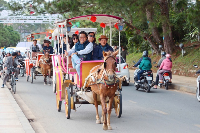 Chủ xe ngựa ngỡ ngàng, lo phải đền bù cho tour khách nước ngoài- Ảnh 2.