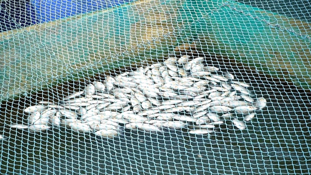 Quảng Nam: Nước s&ocirc;ng Thu Bồn dần đổi m&agrave;u, gần 300 tấn c&aacute; chết trắng b&egrave; - Ảnh 1.